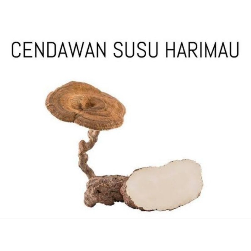 

Jamur susu harimau Su.atra utara. kering 100% asli