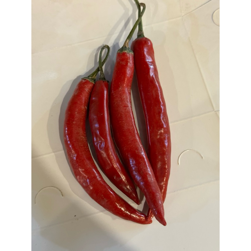 

Cabe Merah TW
