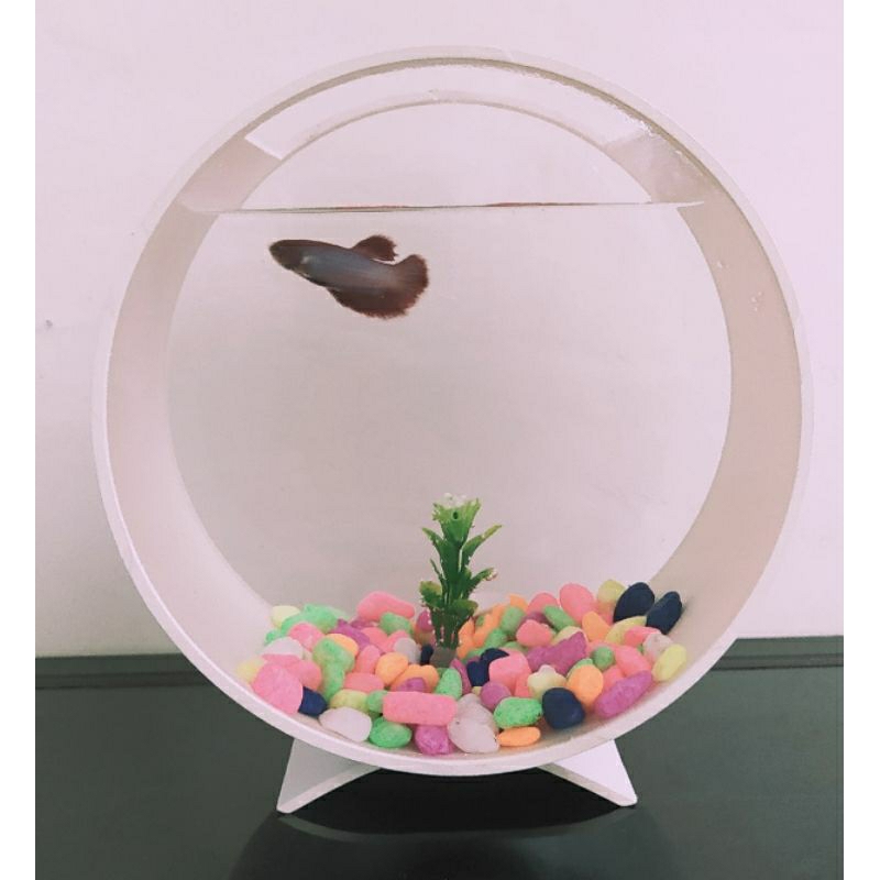 Aquarium Mini 6"/Aquarium Ikan Cupang/Aquarium Pvc 6"/Aquarium Akrilik Pvc/Aquarium Minimalis