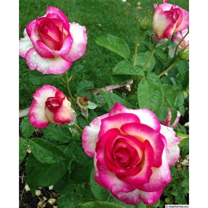 bibit mawar holland berbunga