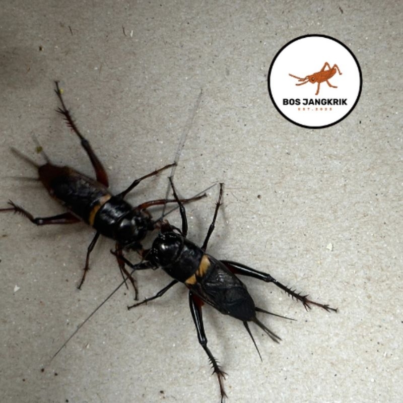 Jangkrik Kalung Aduan size BIG | Jangkrik Ngerik Jaliteng Masteran Pengusir Tikus