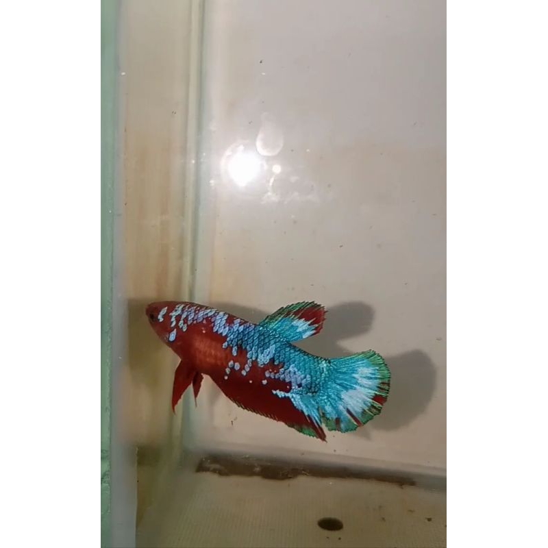 ikan cupang betina besgelan full egg