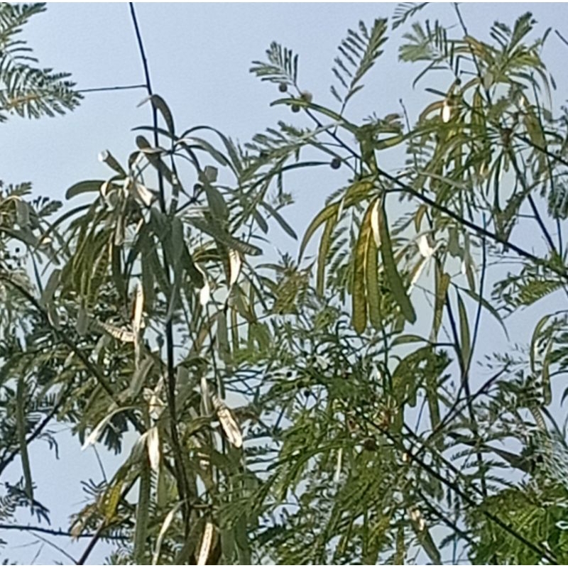 

petai cina segar lamtoro