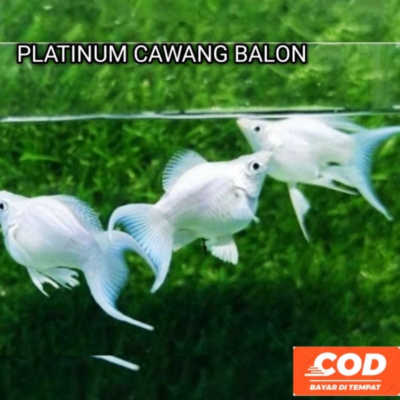 PLATINUM MOLLY BALON CAWANG