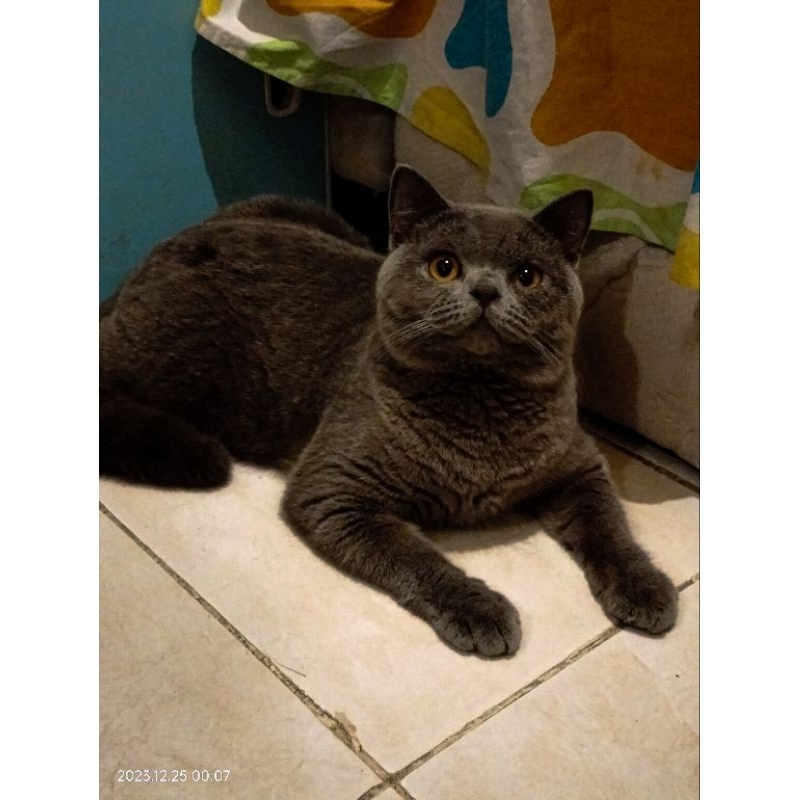 ADOPSI KUCING British short hair pedigree