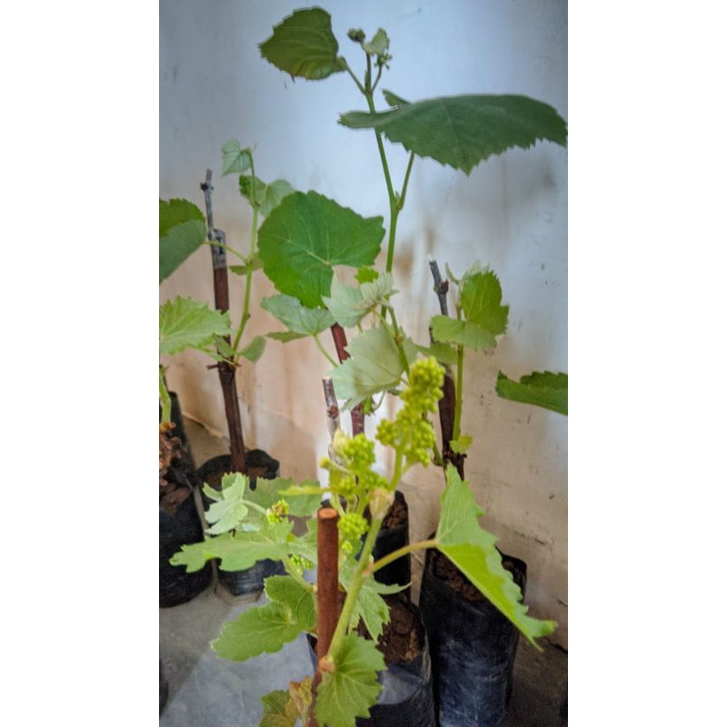 Bibit anggur sudah berbunga/berbuah