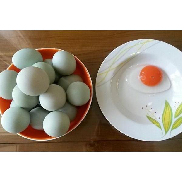 

telur bebek omega