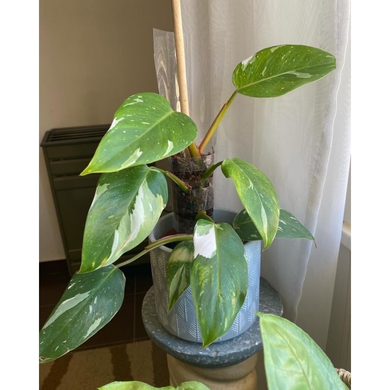Philodendron White Princess / Philo witt princes / pilo wp variegata