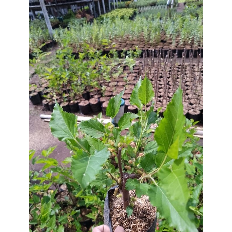 bibit tanaman buah murbei - tanaman murbei berbuah