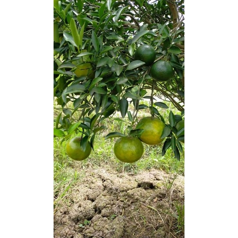 

jeruk Siem madu full buah