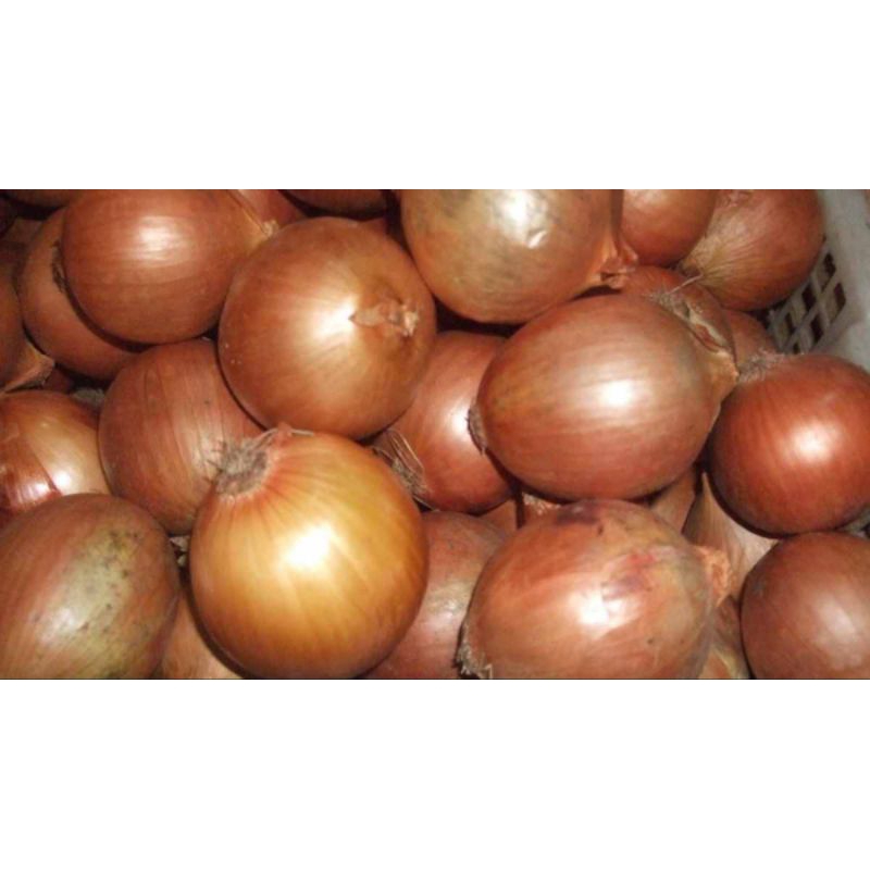 

Bawang Bombay Berkualitas