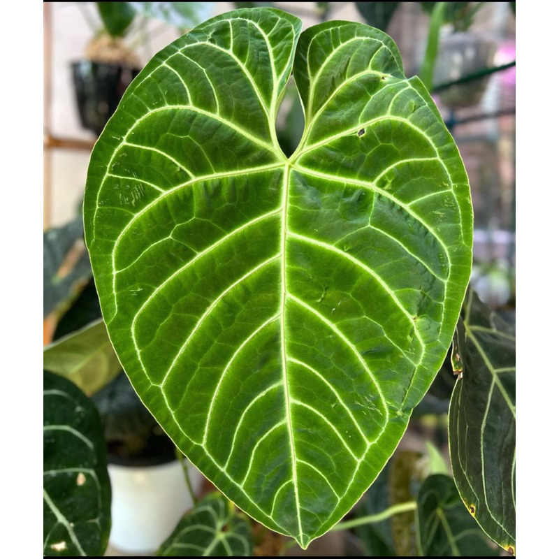 Promo Exclusiv Bibit-Seddlings Anthurium Regale King-Anthurium Regale King