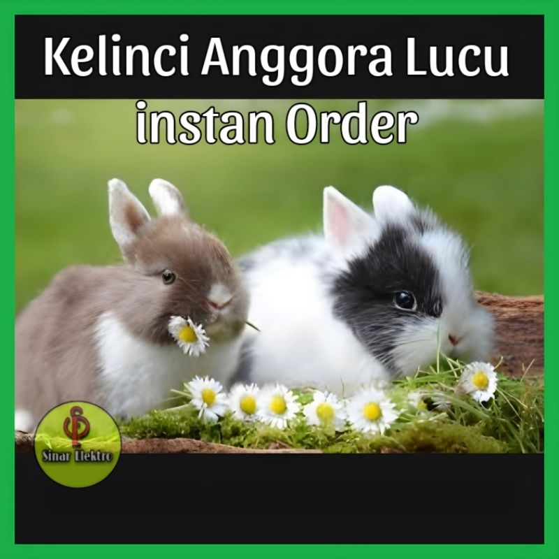 (KIRIM INSTAN) Kelinci Anggora Lucu Kelinci Imut Cubi Hias Lokal Mini Untuk Mainan Anak / Kelinci Bu