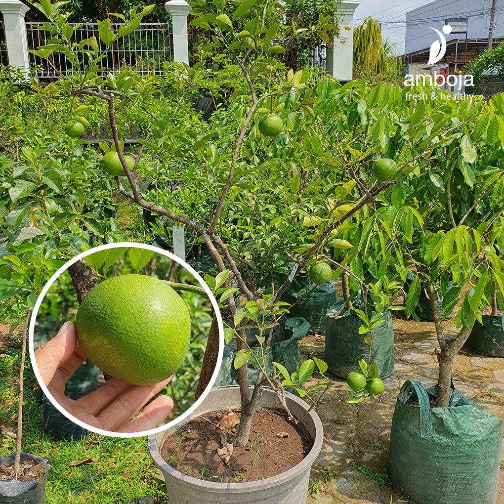 Tabulampot Jeruk sunkist hijau subur buah banyak premium