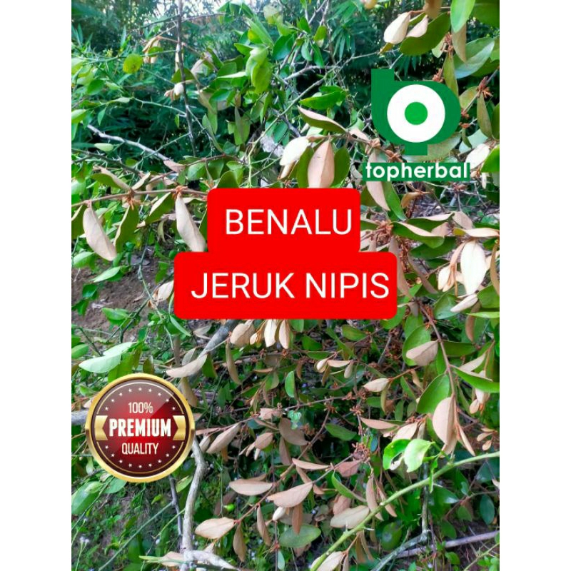 

Benalu Jeruk Nipis Kering 1000 Gram