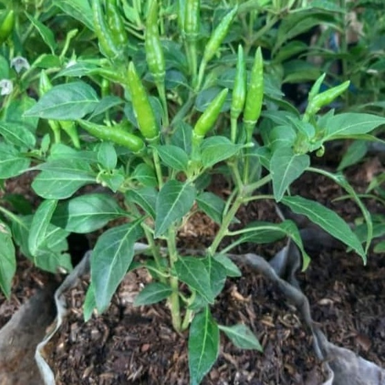 PROMO ALE Bibit Tanaman Cabe  Bibit Cabe Rawit Setan Siap Tanam  Pohon Cabe Rawit Setan