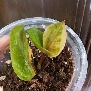 Zamia Varigata / Zamio varigata