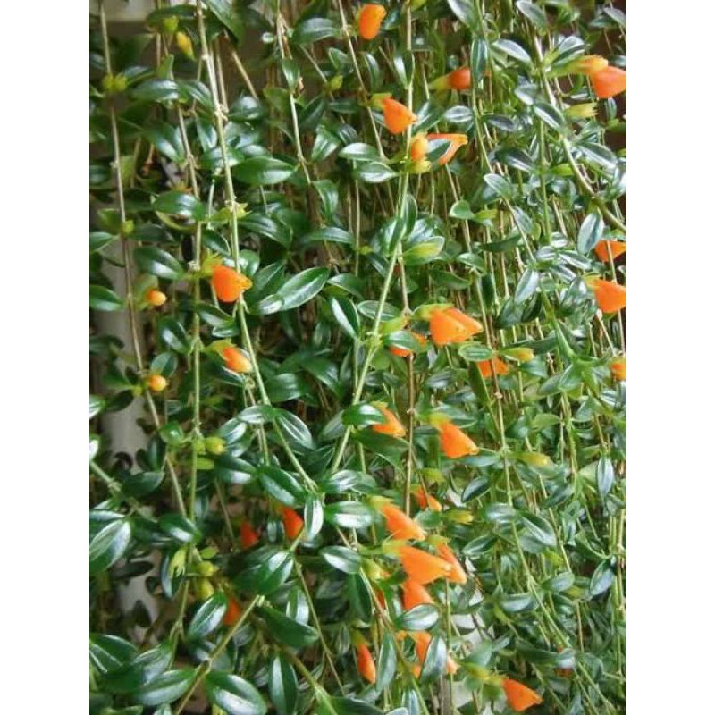 tanaman hias gantung bunga lipstik orange