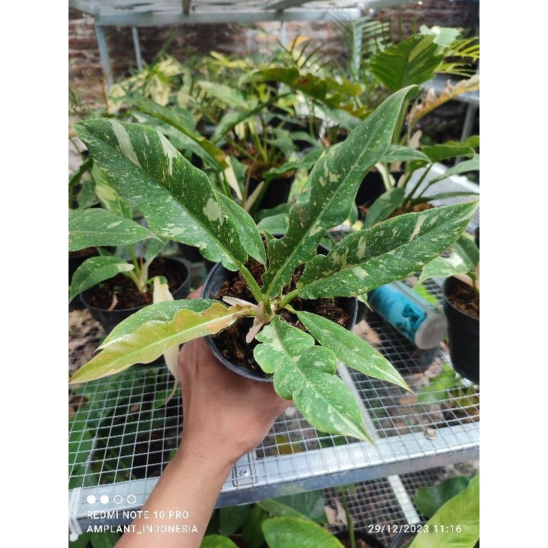 Philodendron Ring of fire Varigata