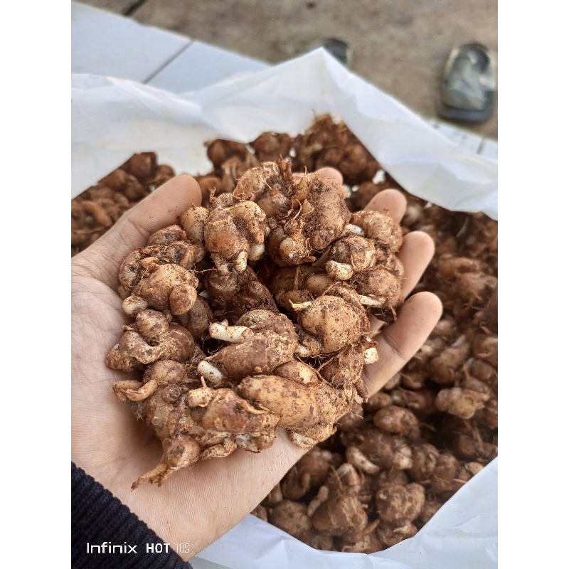 

kencur/cikur asli ciamis harga untuk 1kg
