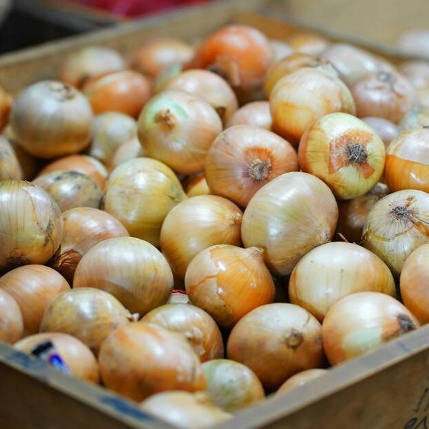 

TERBARU Bawang Bombay 5 gr