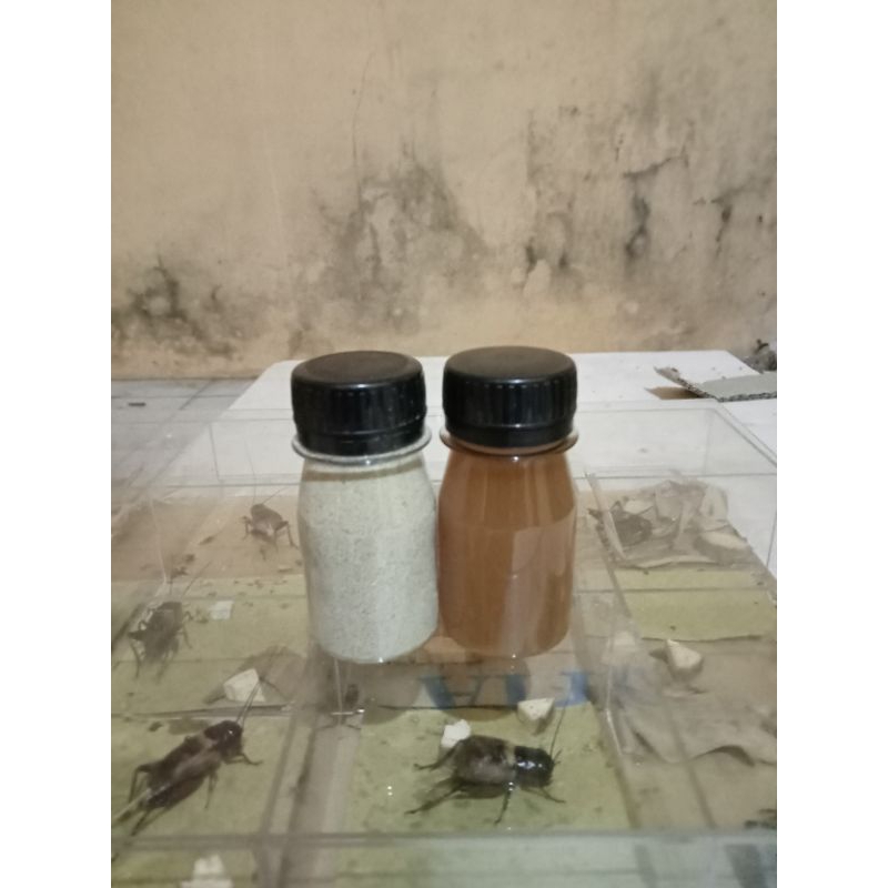 sadek jangkrik,doping jangkrik,jamu penambah stamina