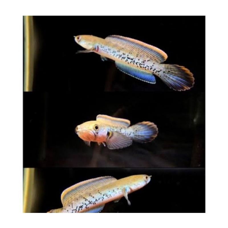 StewartiKarbii 10-12cm Rim tebal fulldot