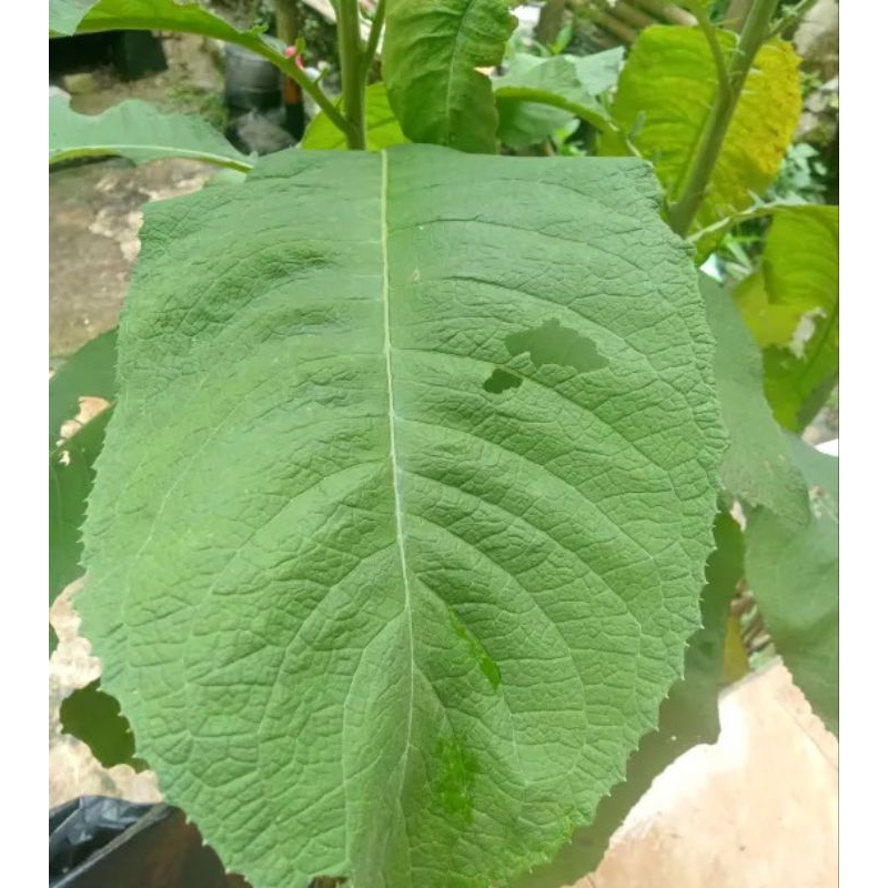 

Daun Sembung / Daun Semung Segar Perlembar