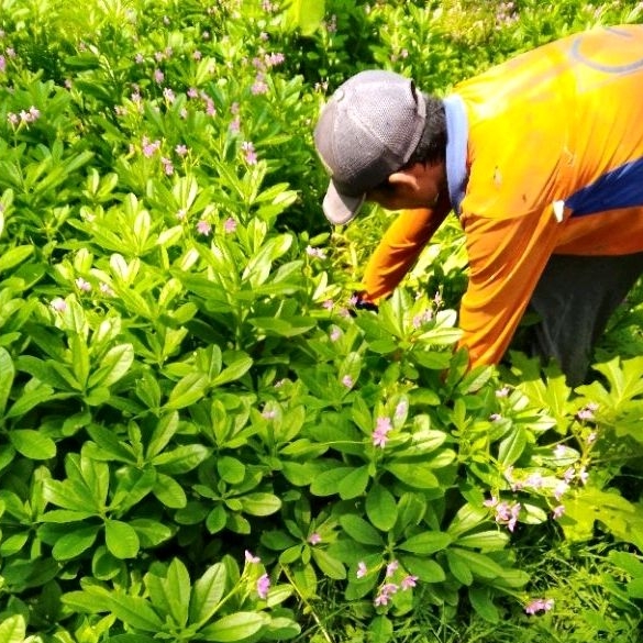 

500gr Daun gingseng jawa (petik langsung)