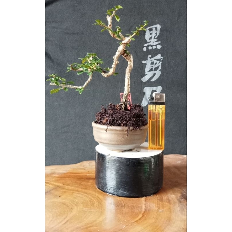 Bonsai Hokiantea Micro