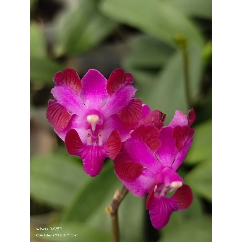 Doritis pulcherima var aquinii