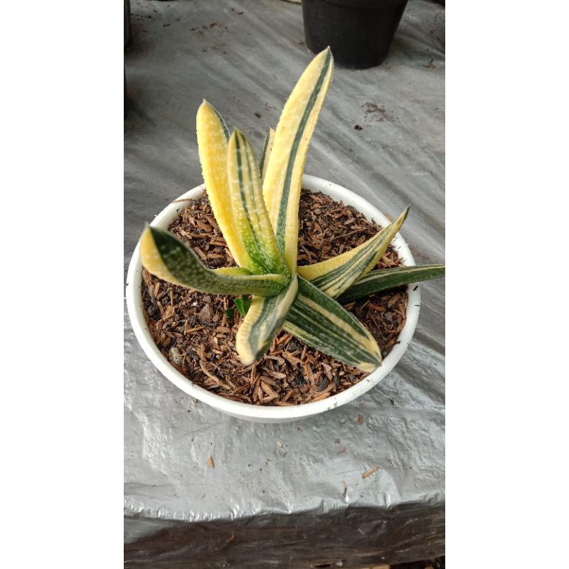 Kaktus Sukulen Gasteria Varigata Kuning Murah