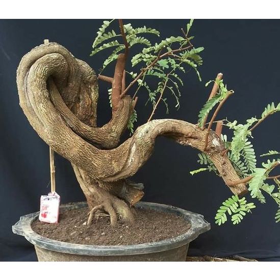 asem jawa gabungan bahan bonsai siap ground