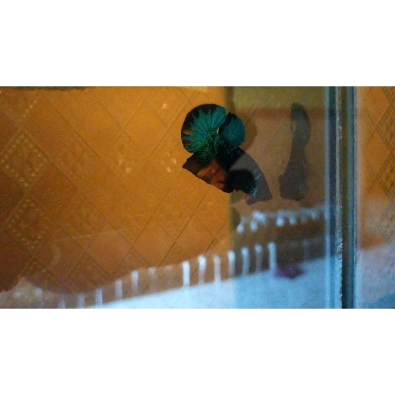 Avatar Nemo multi yellow base