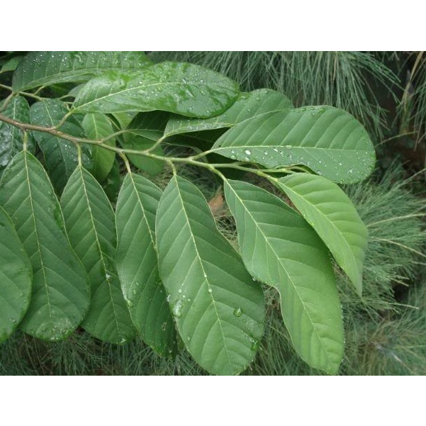 

Daun Srikaya per Lembar/ Sugar Apple Fruit Leaves/ Annona squamosa Leaves