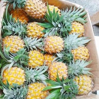 

Buah Nanas Batu Per Pcs, Buah Fresh Same Day Delivery Jogja