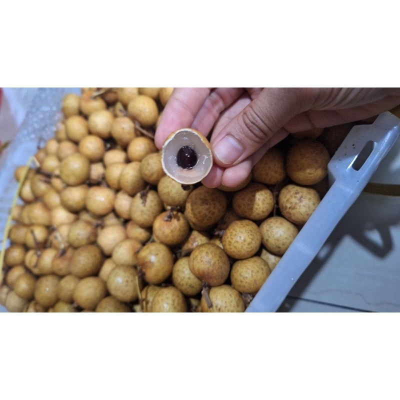 

kelengkeng manis bangkok grade super