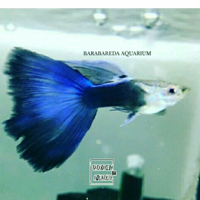 ikan guppy blue moscow
