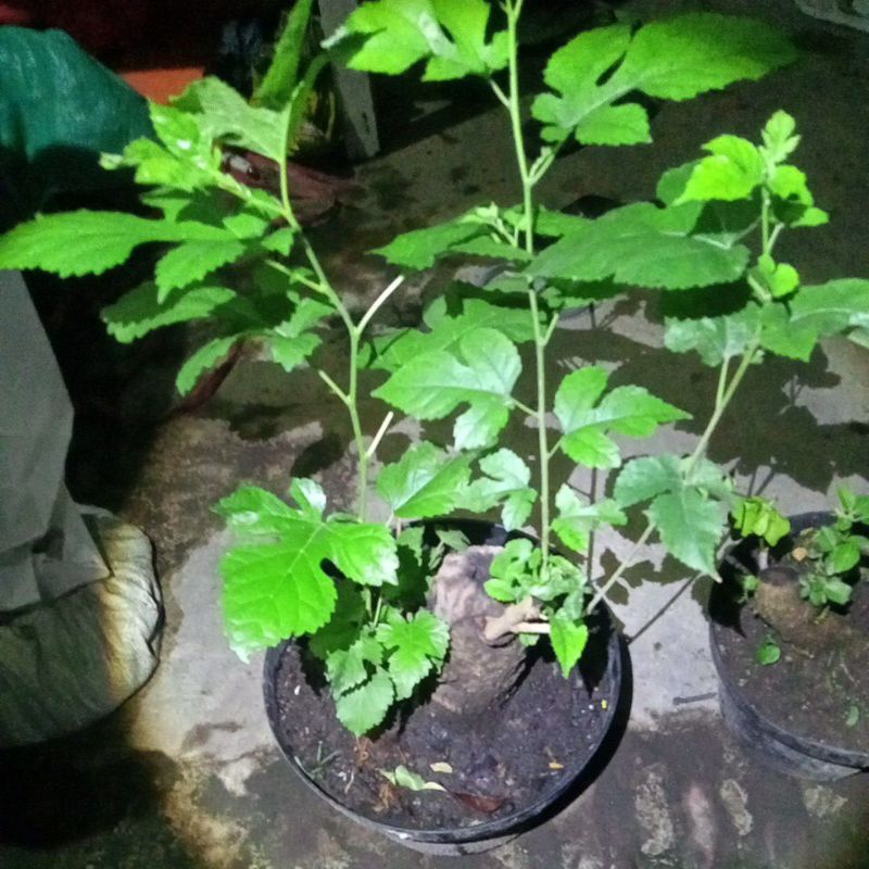 bahan bonsai murbei bonggol
