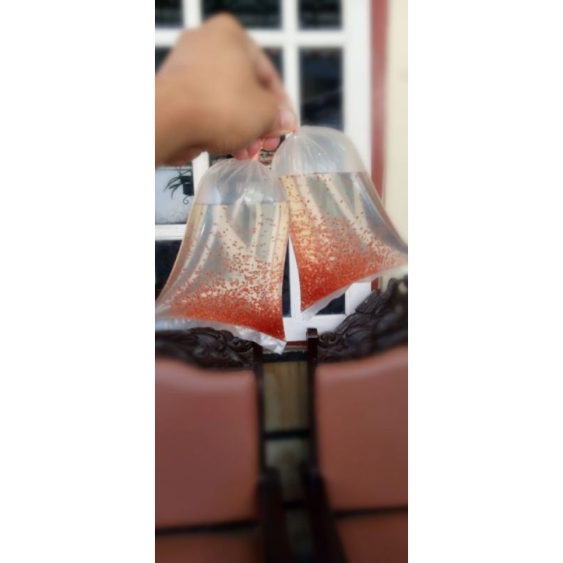 Daphnia magna (kutu air raksasa)