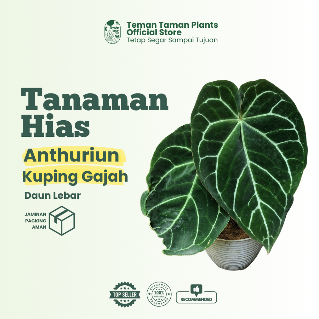 Teman Taman Plants - Tanaman Hias Anthurium Kuping Gajah | Daun Besar & Lebar