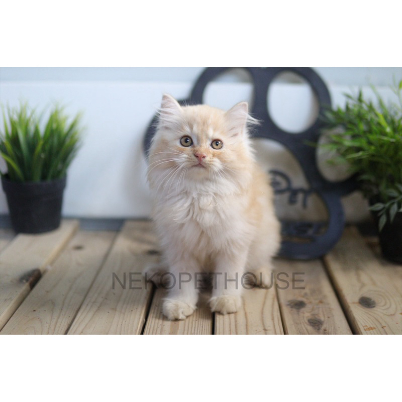 Persia Longhair Kitten Anak Kucing