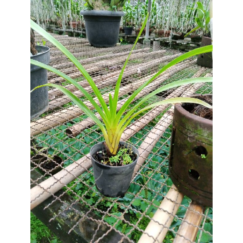 Anggrek tebu mini