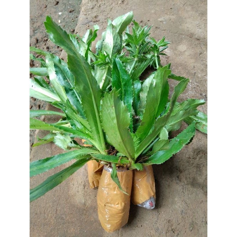 BIBIT TANAMAN WALANG SANGIT BERKUALITAS / BIBIT WALANG SANGIT / TANAMAN WALANG SANGIT