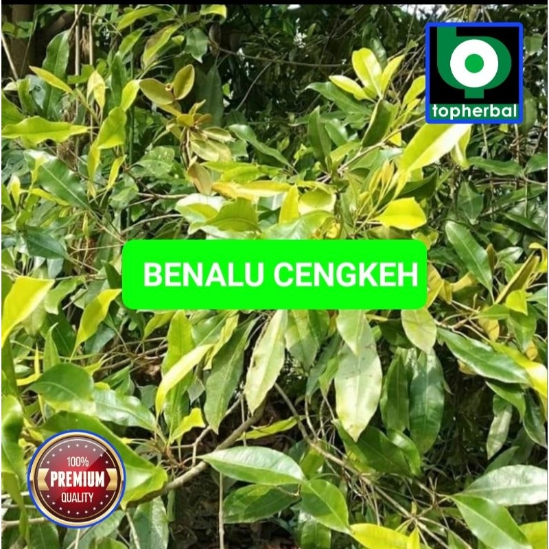 

Benalu Cengkeh Fresh/Segar Baru Petik 500 Gram