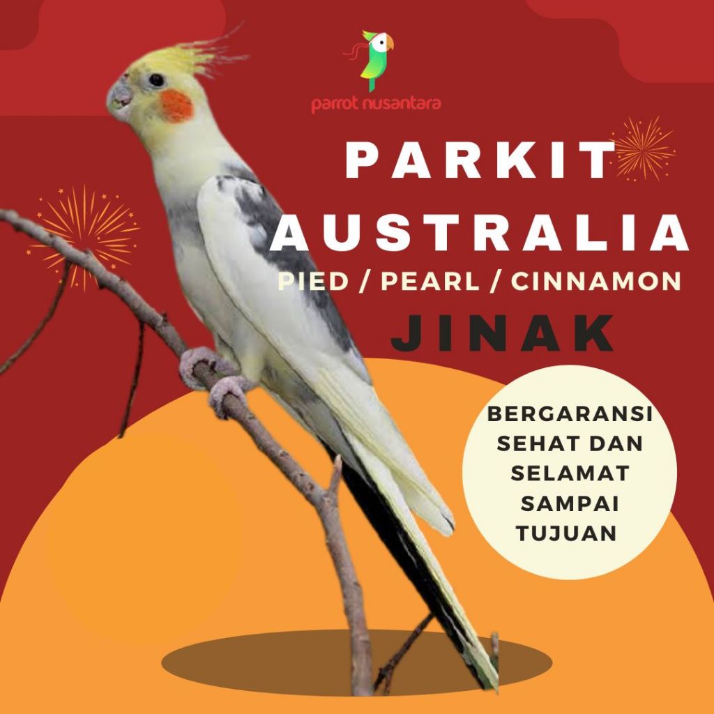 burung parkit australia falk jinak murah
