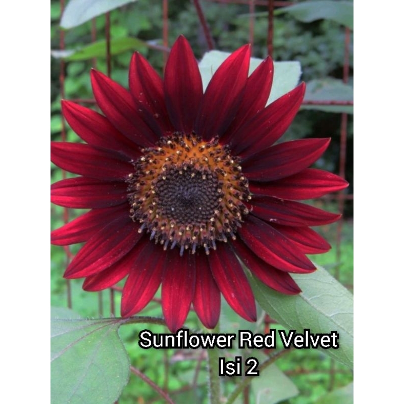 Bunga Matahari Merah Biji . Sunflower red velvet