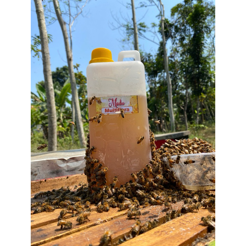 

Madu Hutan Ampel 1 kg - Darojat Honey