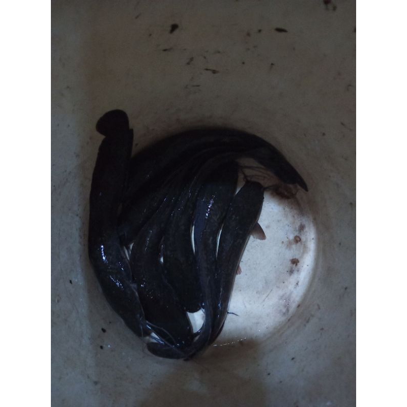 

Lele Konsumsi 1kg Isi 7,8,9,10 Ekor