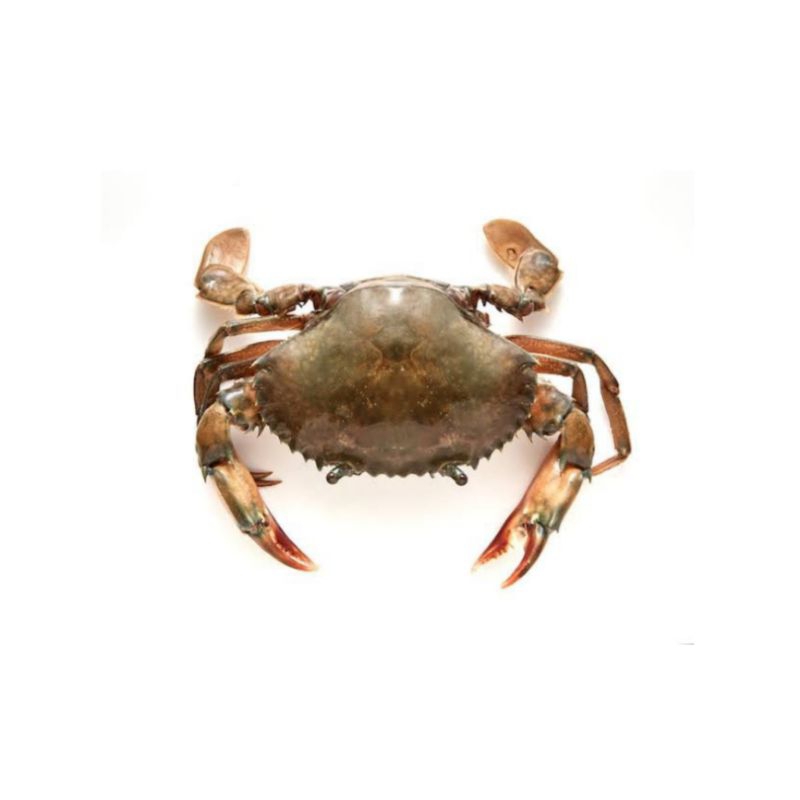 

Baby Crab 1kg mentah